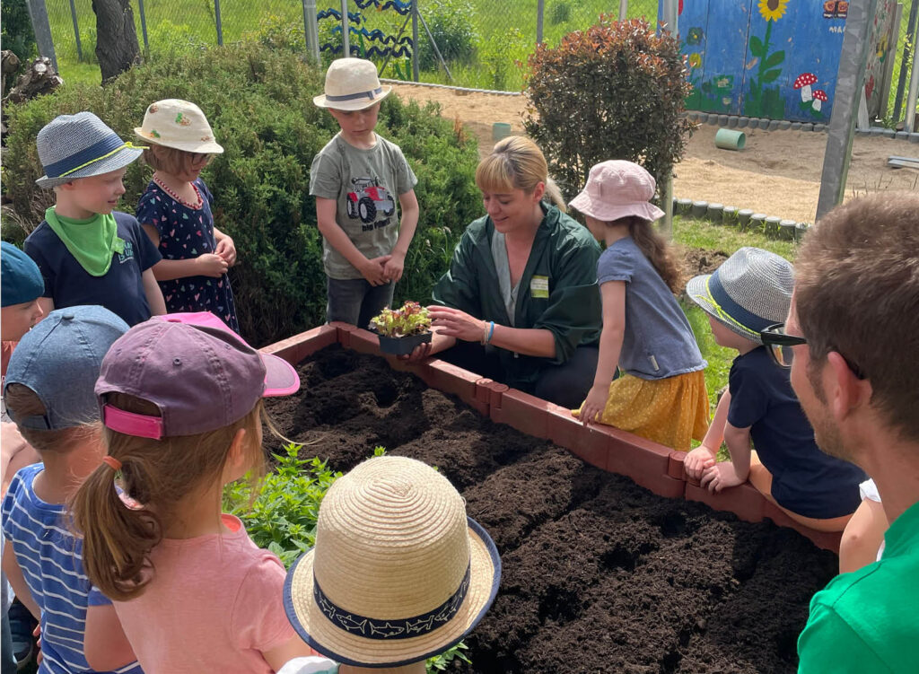 Kinder pflanzen Gemüse ein im neuen Partnerkindergarten des EDEKA-Markt Neugersdorf