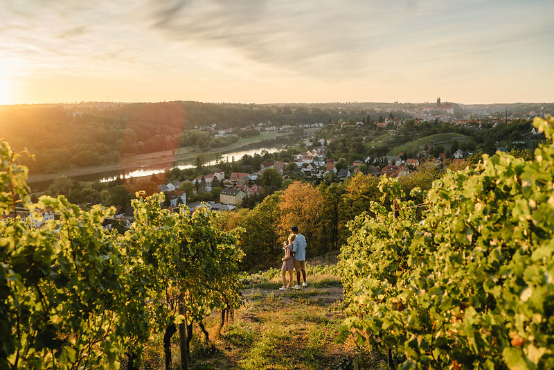 Sonnenuntergang im Weinberg bei den Winzern aus Meißen