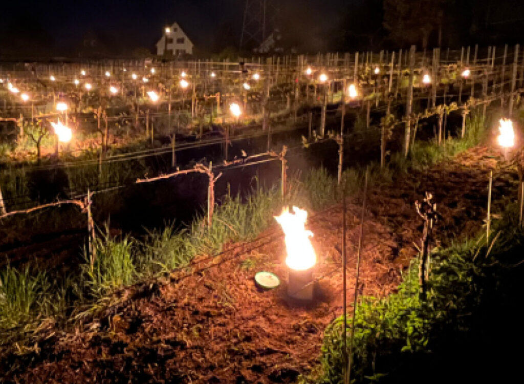 Feuertöpfe im Weinberg verbessern Ergebnis der Weinernte