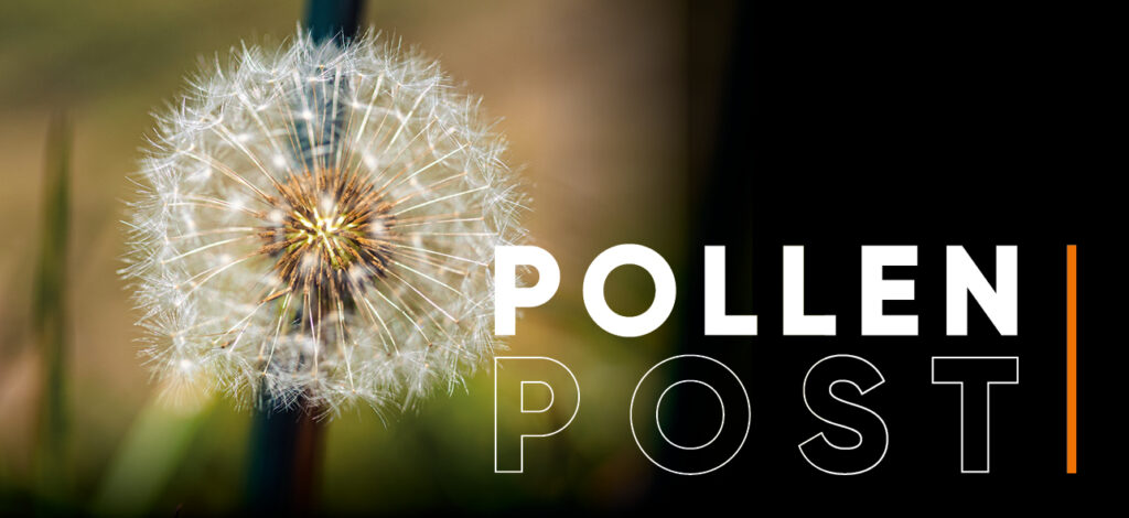 Pollenpost - Löwenzahn als Sinnbild für Pollenflug und die Verteilung von Pressemails